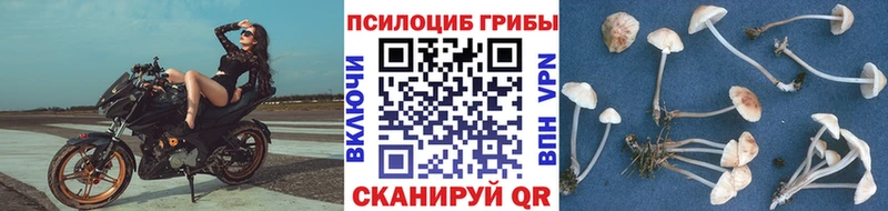 Галлюциногенные грибы Cubensis  купить закладку  Староминская 